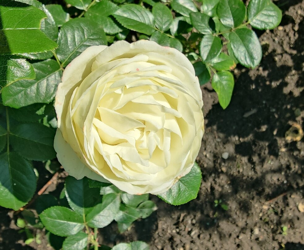 Ostdeutscher Rosengarten-Forst必去景点