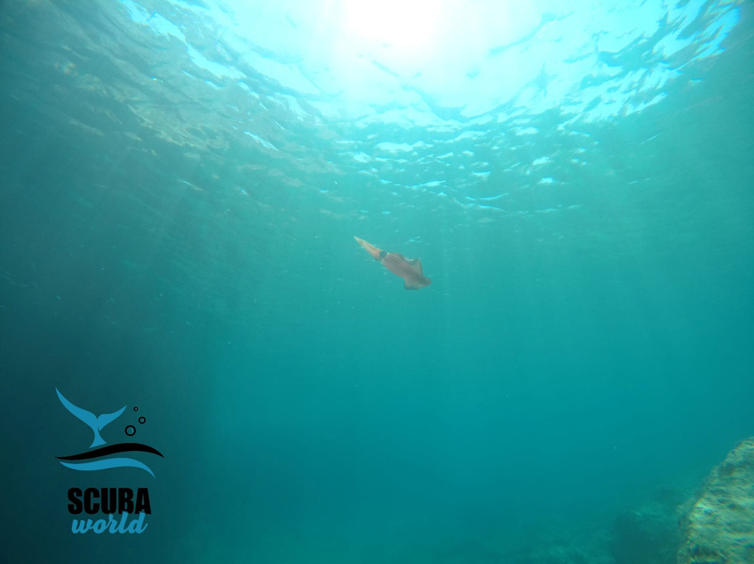 Scuba World Diving Center-阿吉亚玛丽娜必去景点