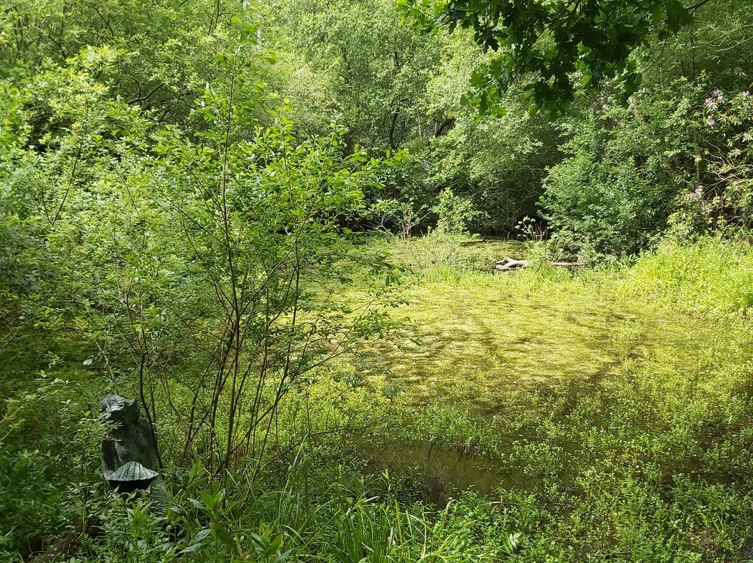 Northwood Trail – England’s Fairy Sanctuary景点图片