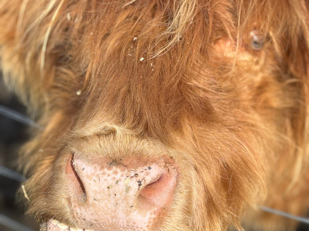 Oakvale Wildlife Park-威廉斯顿必去景点