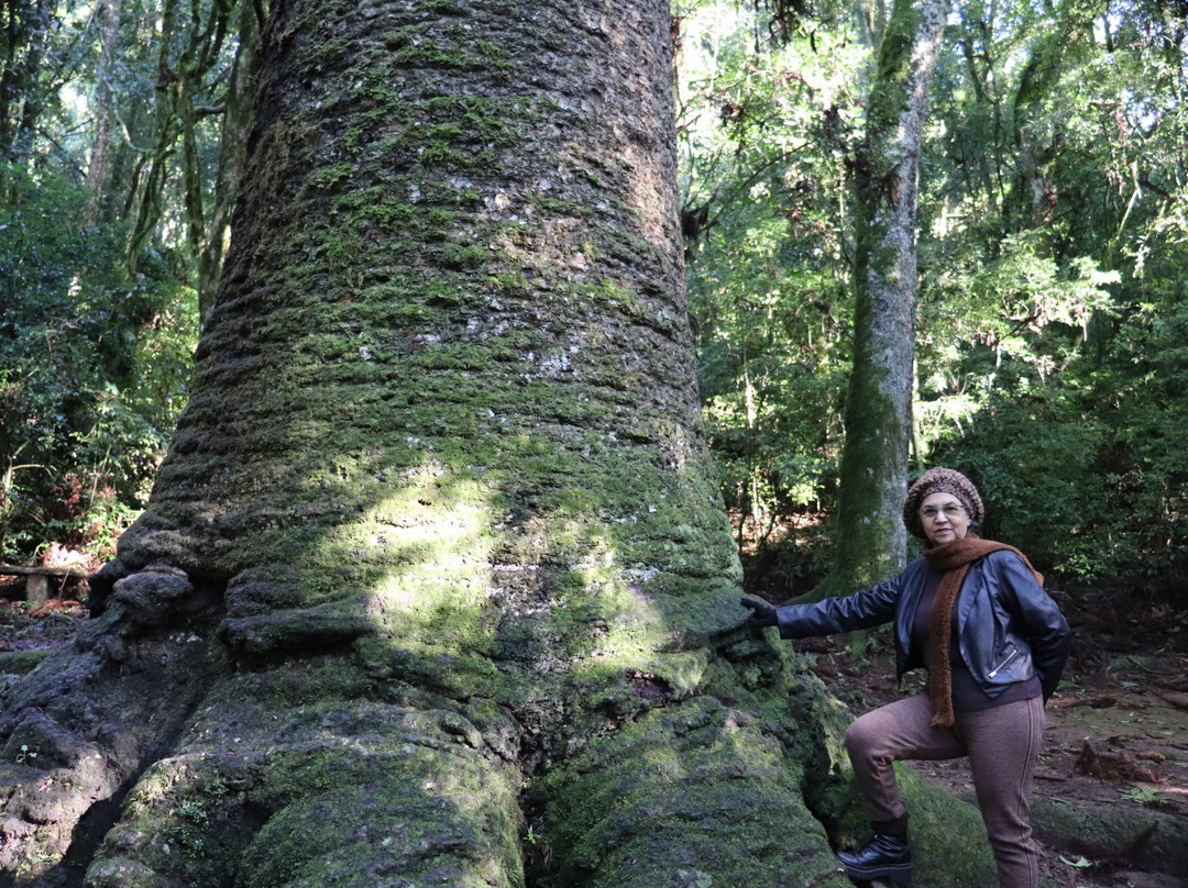 Pinheiro Multissecular-Nova Petropolis必去景点