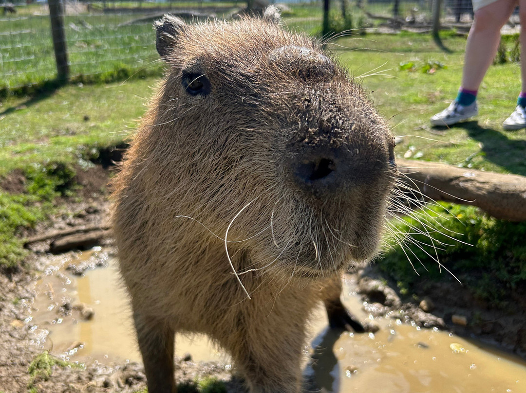 Chew Valley Animal Park-Chew Magna必去景点