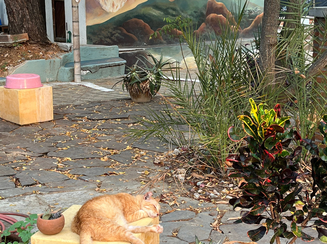 Hridaya Yoga-Mazunte必去景点