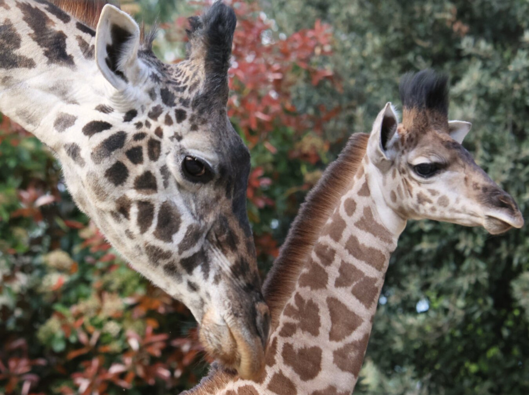 Sacramento Zoo-沙加缅度必去景点