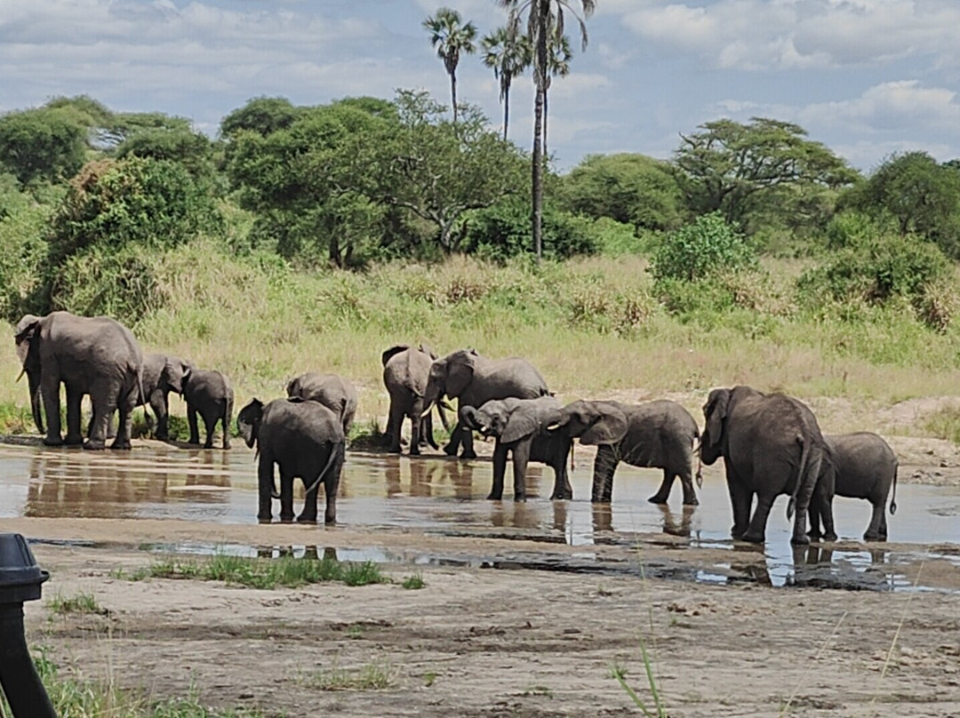 Wild Authentic Tanzania-阿鲁沙必去景点