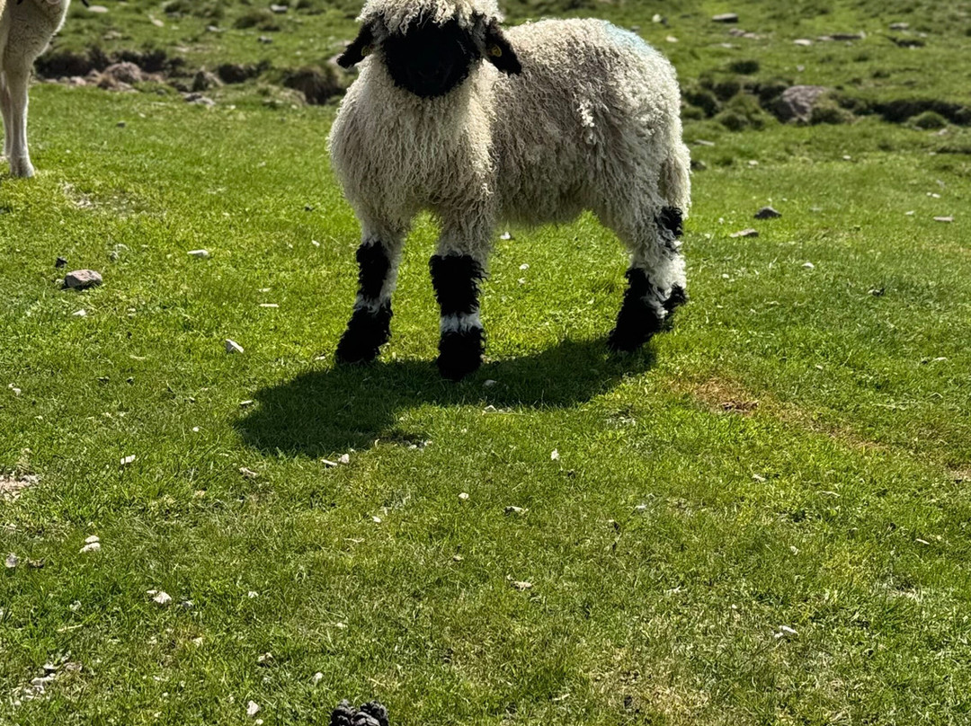 Panorama Hotel Flora主图