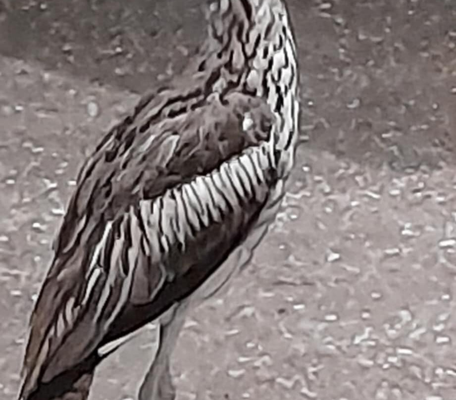 Forrest Beach Hotel-Forrest Beach必去景点