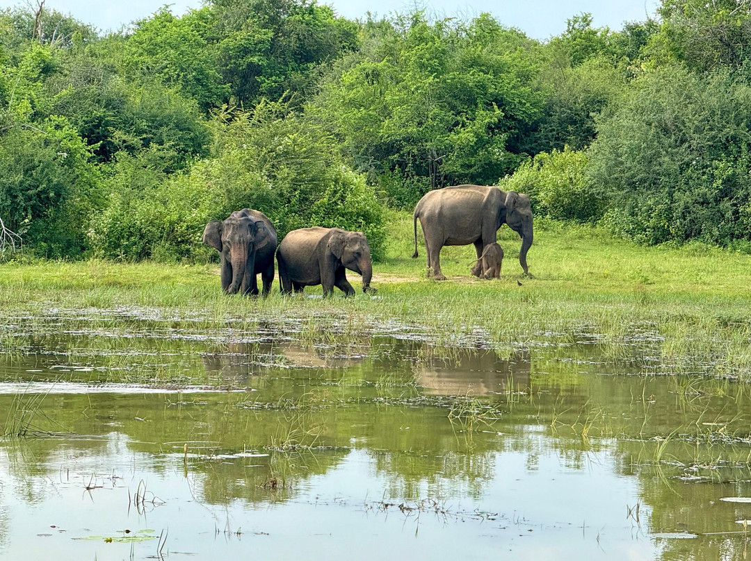 Safari in Sri Lanka-Hambantota必去景点