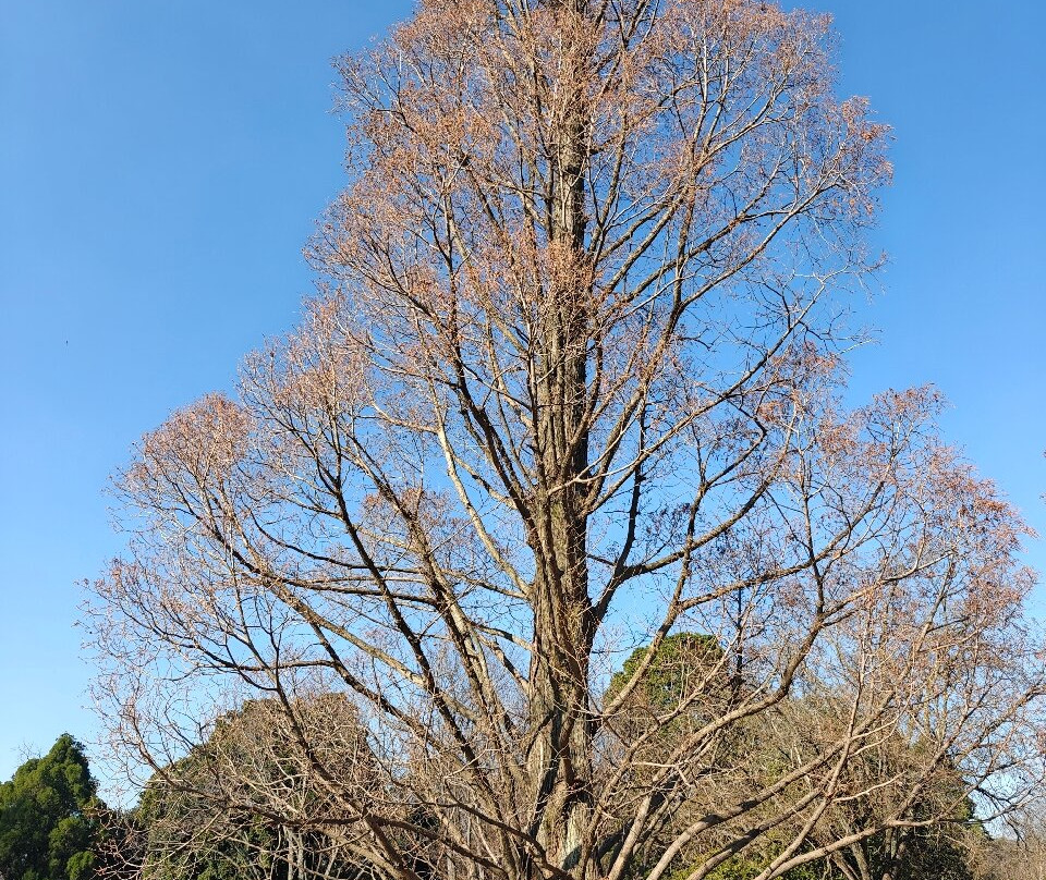 约翰内斯堡植物园及埃玛伦蒂亚大坝-Emmarentia必去景点