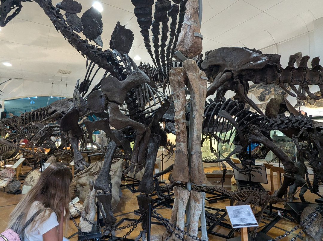 The Museum @ Black Hills Institute-希尔城必去景点