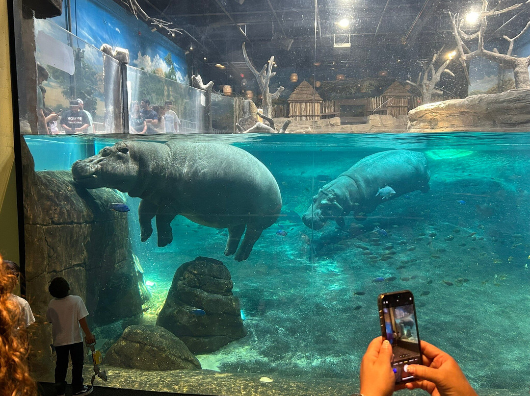 Adventure Aquarium-肯顿必去景点