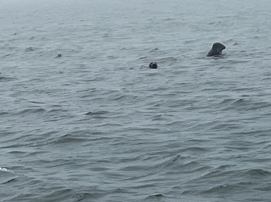 Monomoy Island Excursions-Harwich Port必去景点