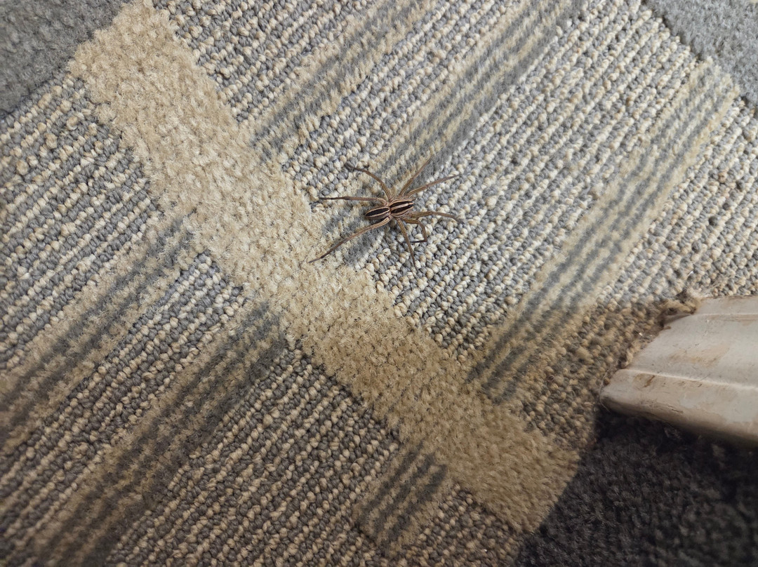 Days Inn by Wyndham Asheville Downtown North主图