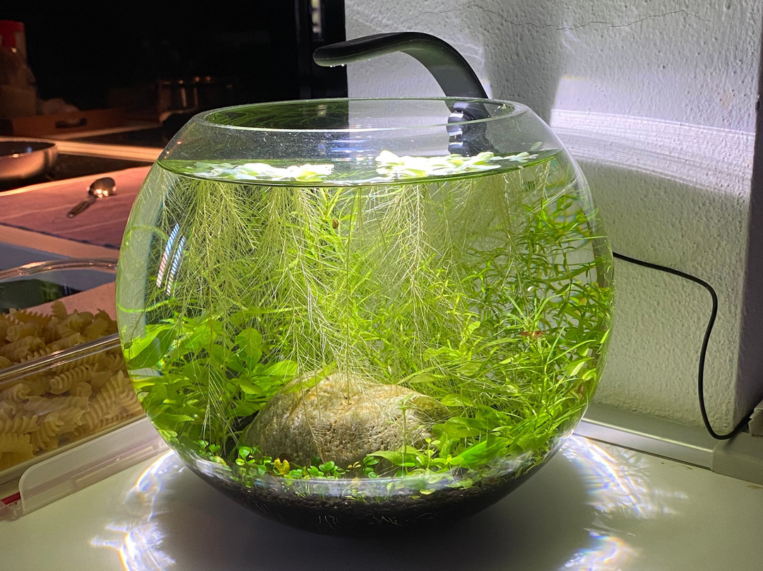 IM Aqua - Aquarium Gallery Tour-苏佩塔尔必去景点