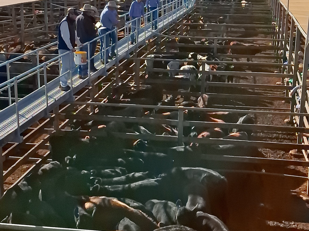 Roma Cattle Saleyards-Roma必去景点