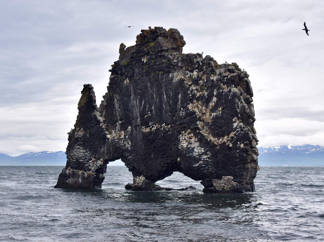 Hvitserkur-Vatnsnes必去景点