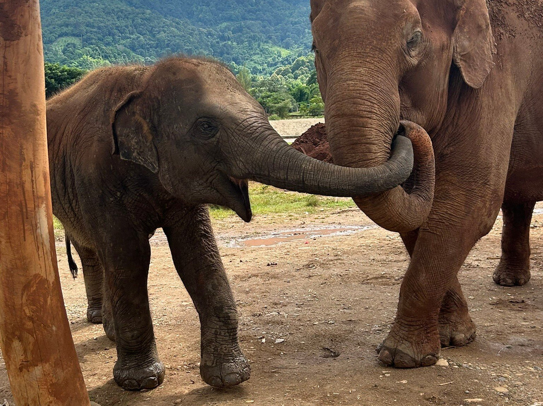 Care for Elephants-清迈必去景点