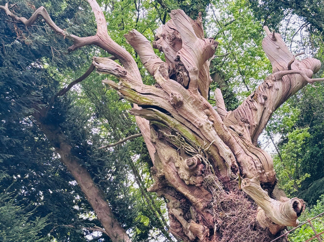 Shobdon Church-Shobdon必去景点