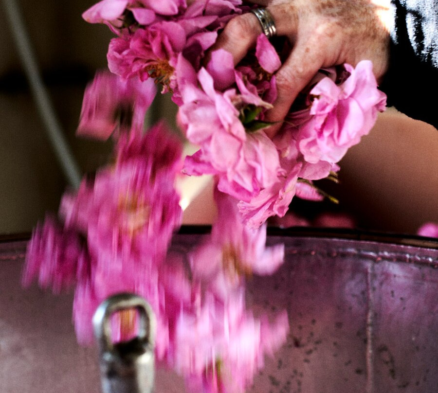 Essences Naturelles Corses-San-Nicolao必去景点