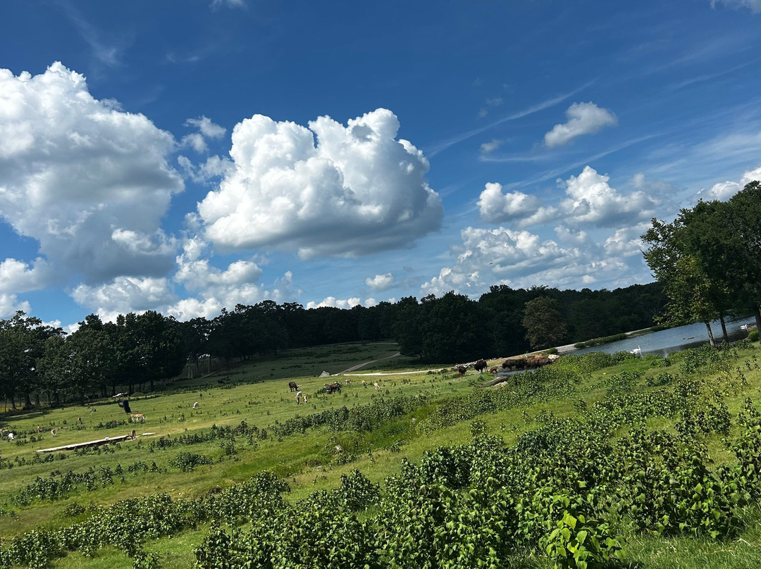 Eureka Springs Safari Park-Eagle Rock必去景点