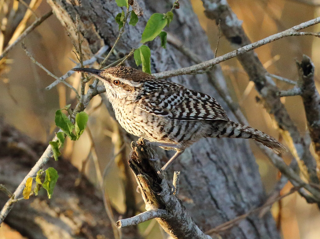 Amar Aves: Birdwatching and Mayan culture-图伦必去景点