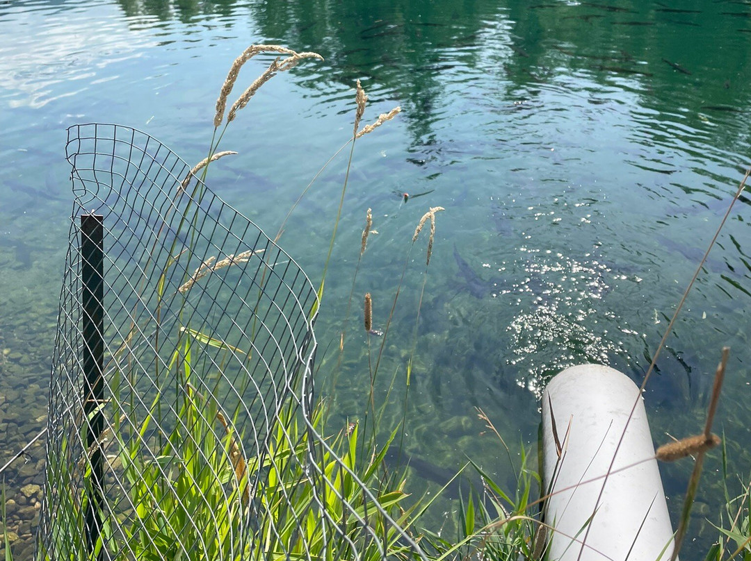 Clearwater Trout Hatchery-克利尔沃特必去景点