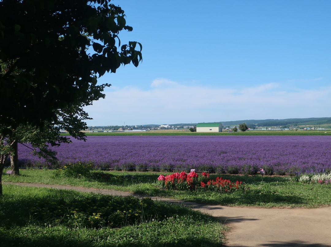 Farm Tomita Lavender East-上富良野町必去景点