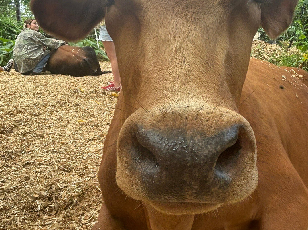 Krishna Cow Sanctuary-帕派科欧必去景点