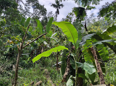 Manu Yala Safari Tour-蒂瑟默哈拉默必去景点