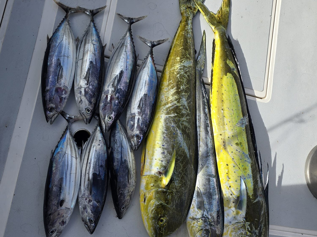 Royal Big Game Fishing Mauritius-卓得多斯必去景点