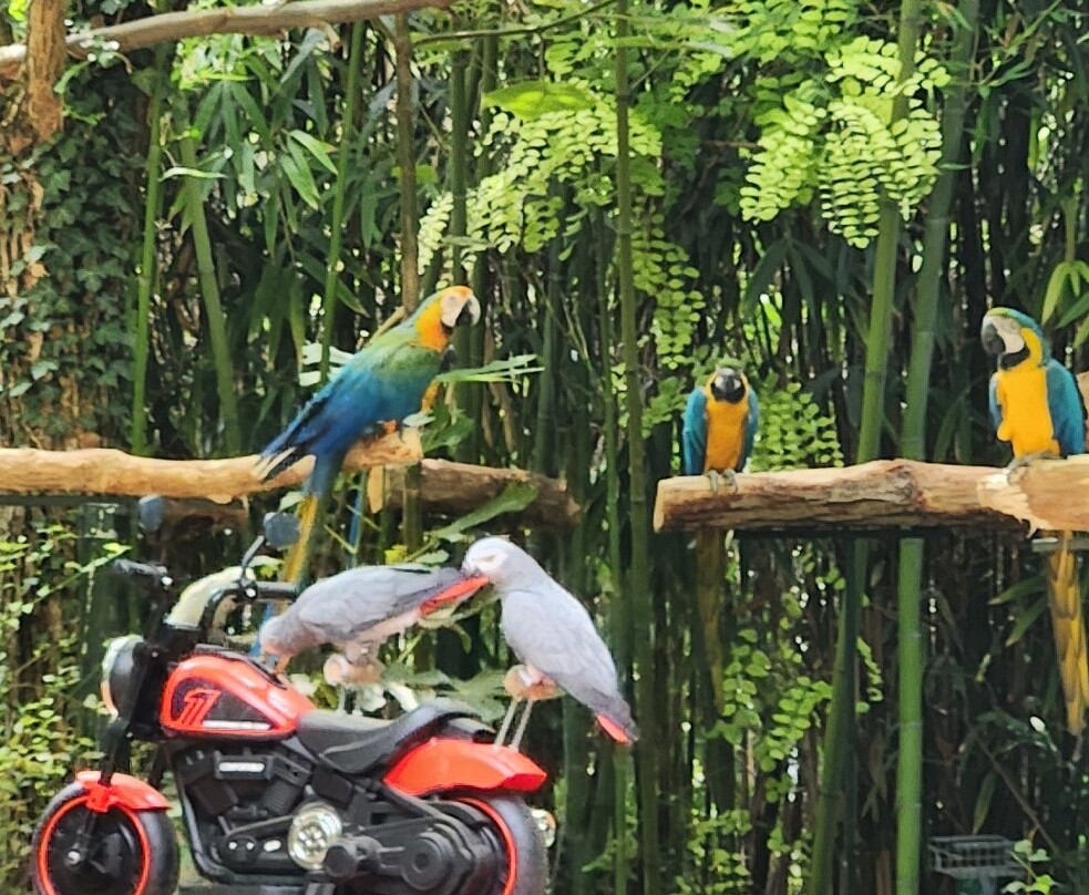 Le Parc des Perroquets-Bren必去景点