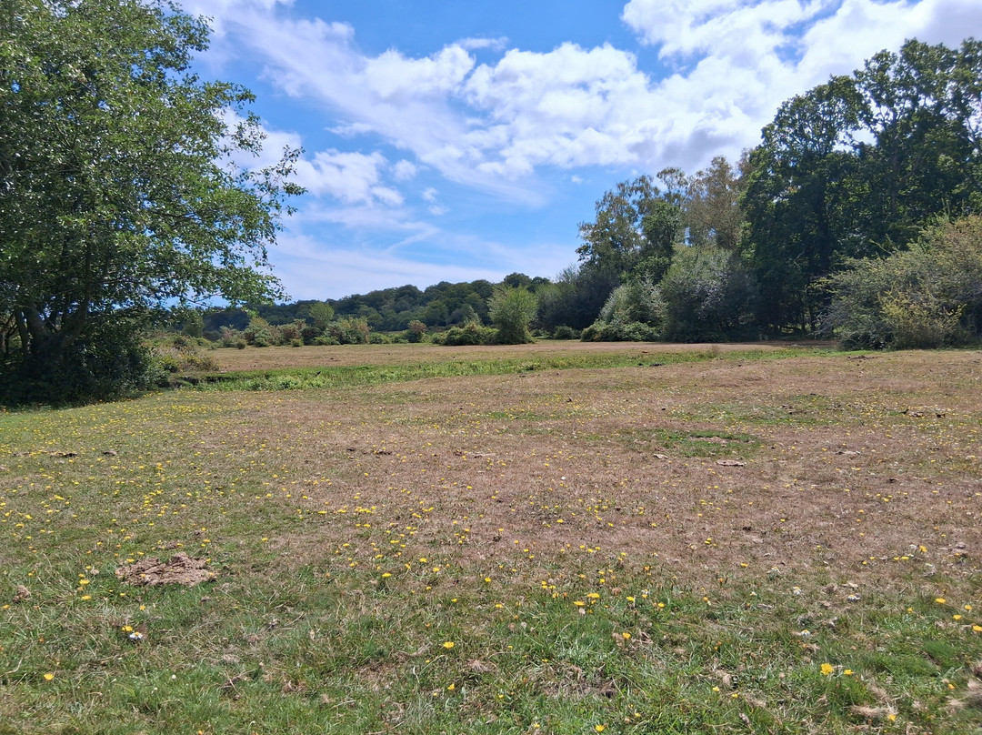 Cyclexperience (new Forest)-Brockenhurst必去景点