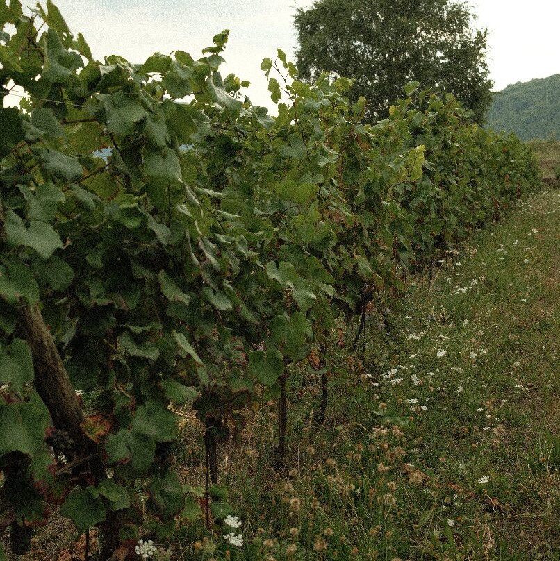 Casale alle Piane-Levigliani必去景点