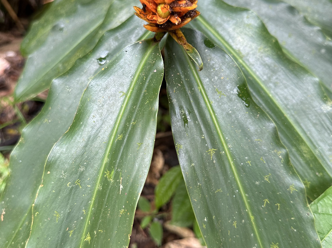Panama Rainforest Discovery Center-甘博阿必去景点