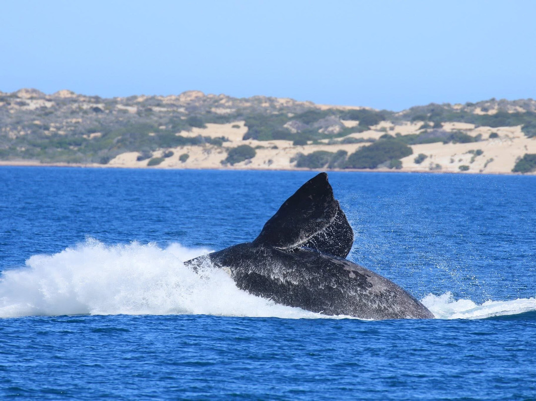 EP Cruises-Fowlers Bay必去景点
