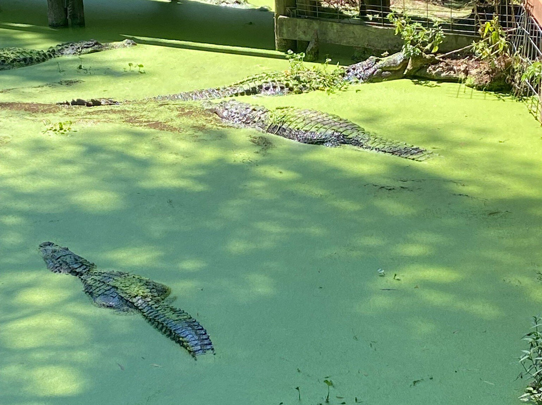 Alligator Alley-Summerdale必去景点