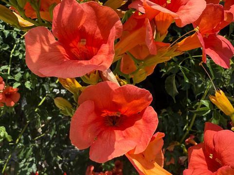 Soula's Corfu travel-科孚必去景点