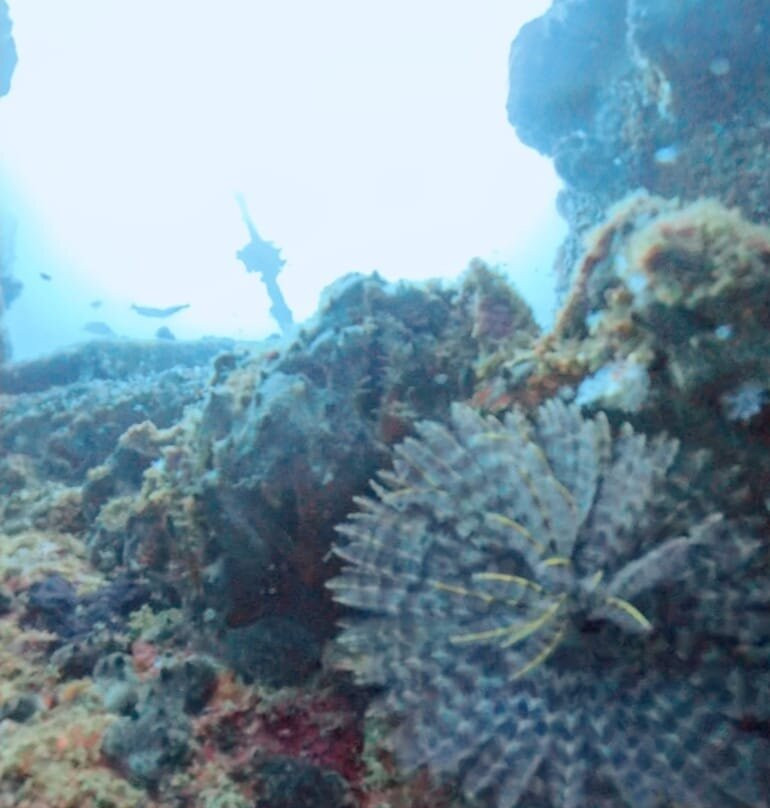 Scuba Addicts Dive Center Passikuda-卡尔库达必去景点