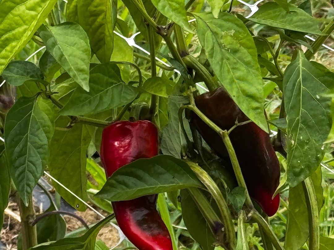 L'Atelier du Piment-Espelette必去景点