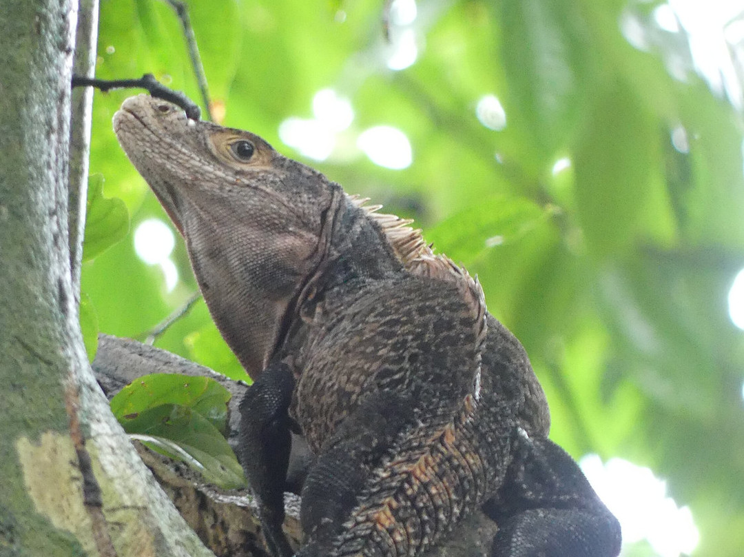 Drake Divers Costa Rica-德雷克湾必去景点