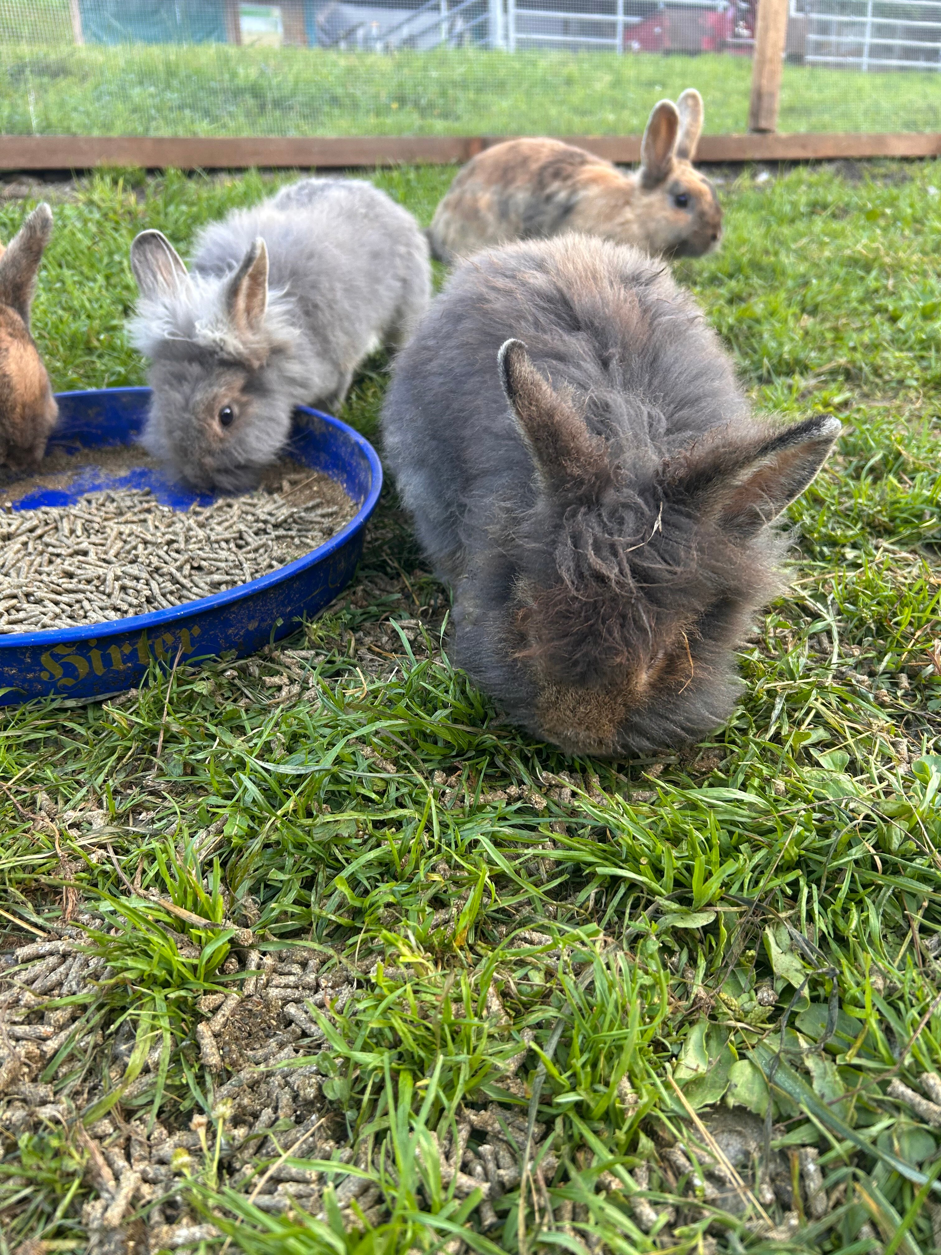 Familienhotel Gasthof Hinteregger-官方