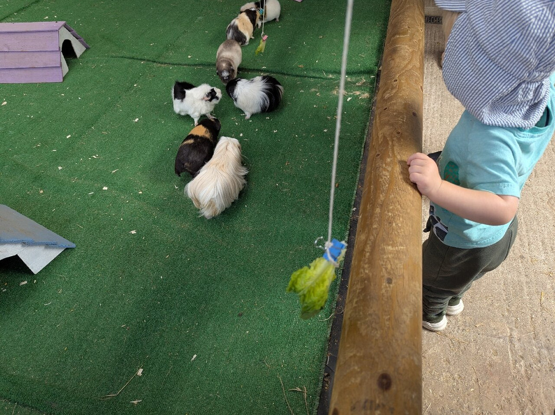 Bucklebury Farm Park-Bucklebury必去景点