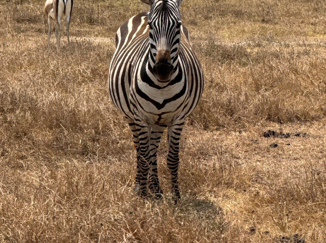 Tanzania-Safari-阿鲁沙必去景点