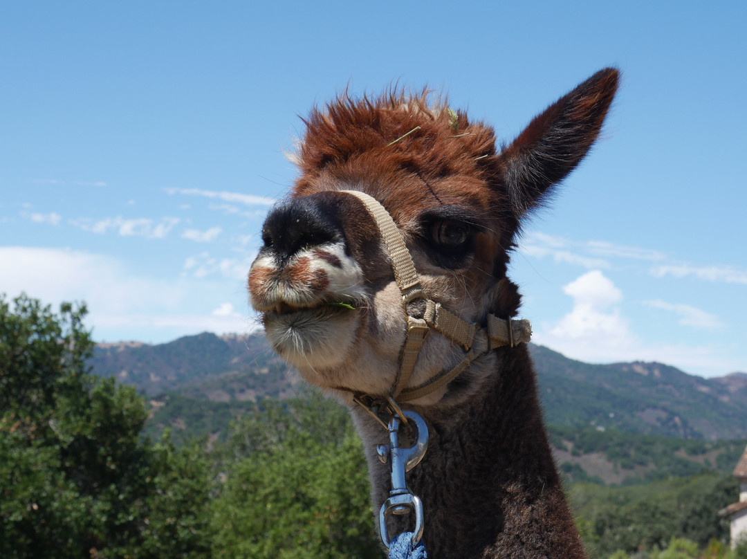 D'jango Hill Farm-卡梅尔必去景点