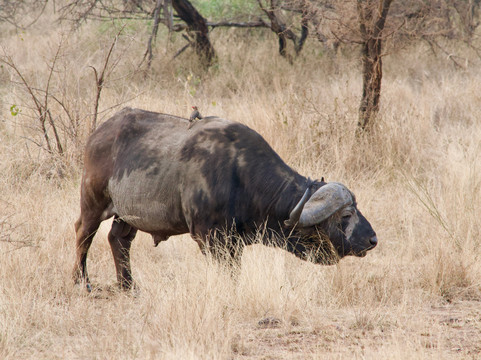 Wild Media Safaris-莫西必去景点