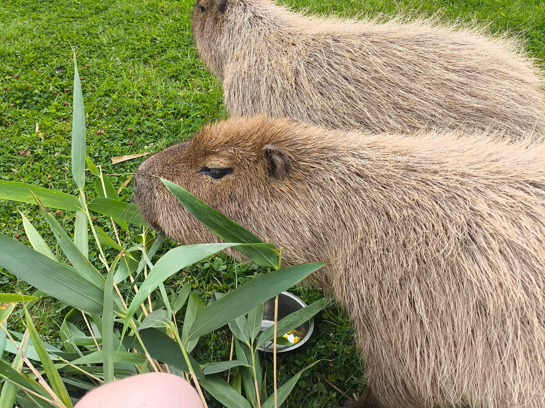 Secret Valley Wildlife Park-韦克斯福德必去景点