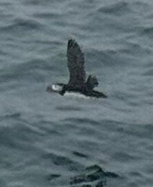 Acadian Boat Tours Puffins, Lighthouses, & Seabirds Cruise-巴港必去景点
