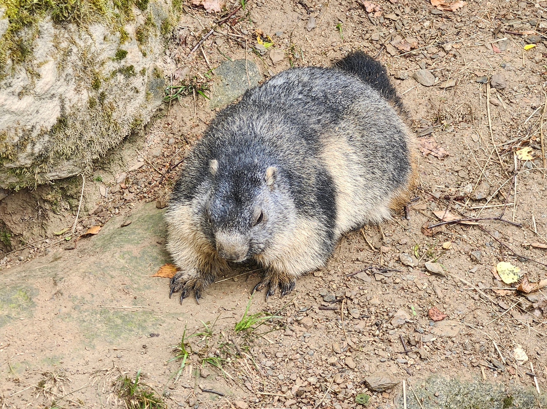 Parc Animalier Des Pyrénées-Ayzac-Ost必去景点