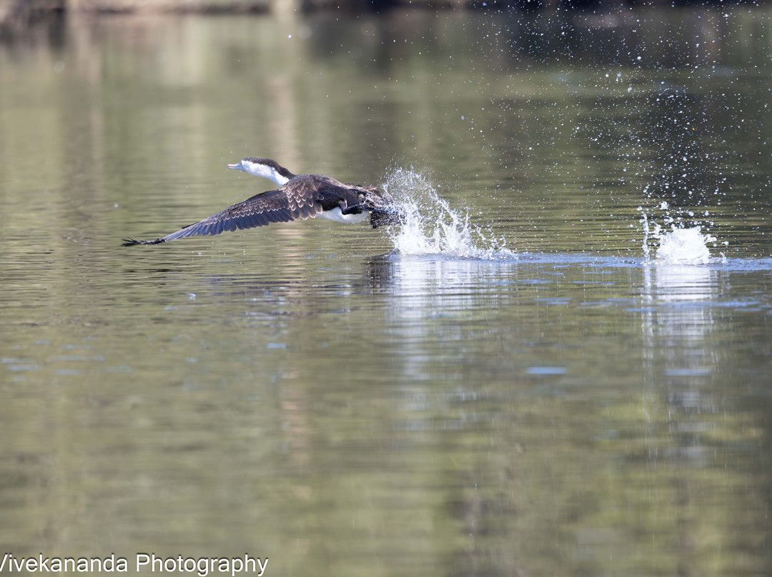Bicentennial Park-Sydney Olympic Park必去景点
