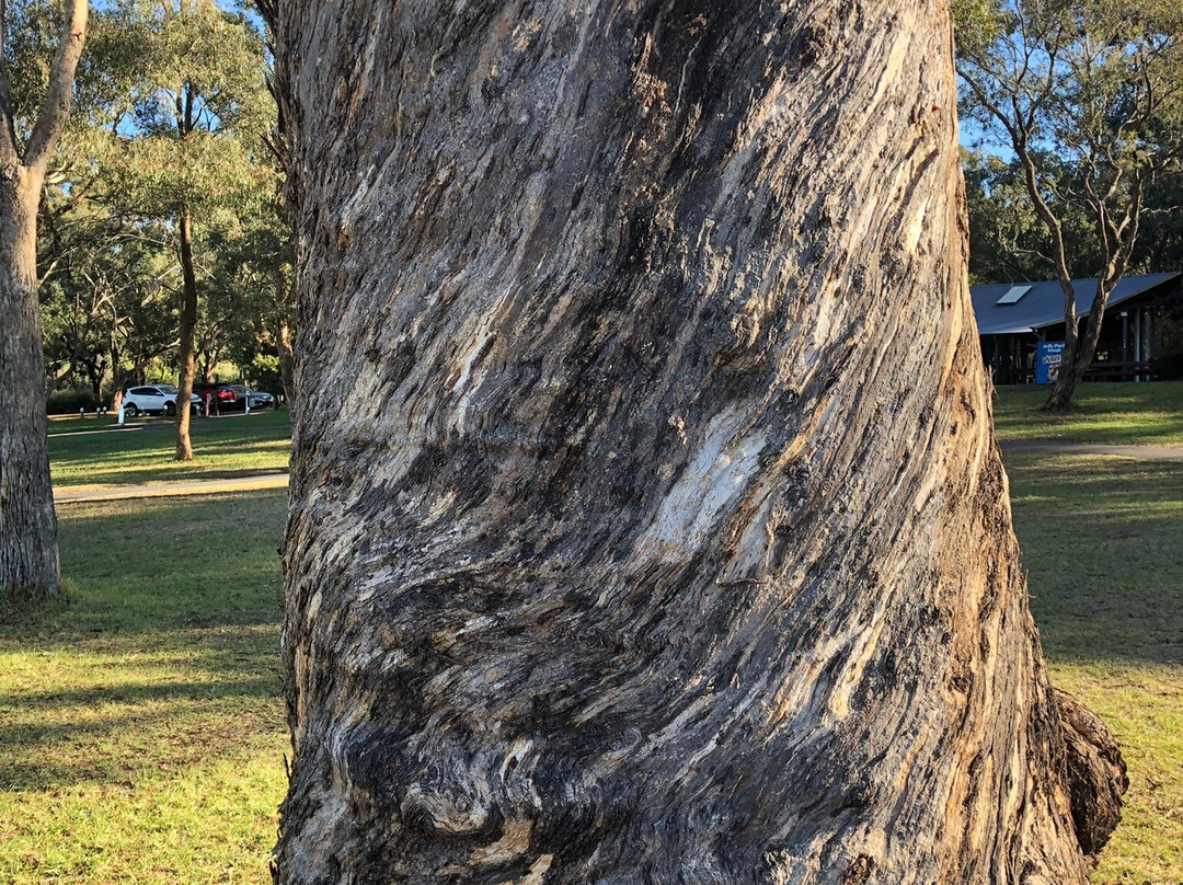 Jells Park-威勒斯山必去景点